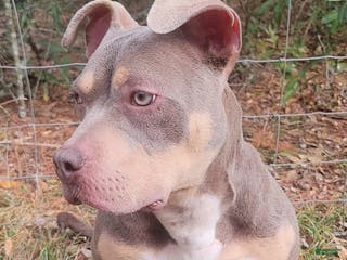 American Bully dogs Gal - Ad 29