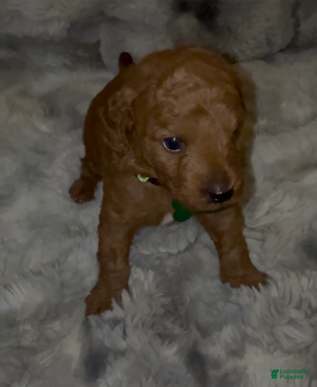 Mini Goldendoodle dogs for sale: Mini Goldendoodle 2 - Ad 1