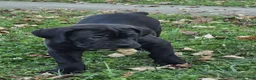 South African Boerboels dogs for sale: Cally - Ad 2