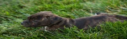 Staffordshire Bull Terrier dogs for sale: Melody 🎀 - Ad 14