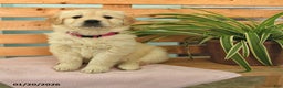 Golden Retriever dogs for sale: Karina - Ad 1