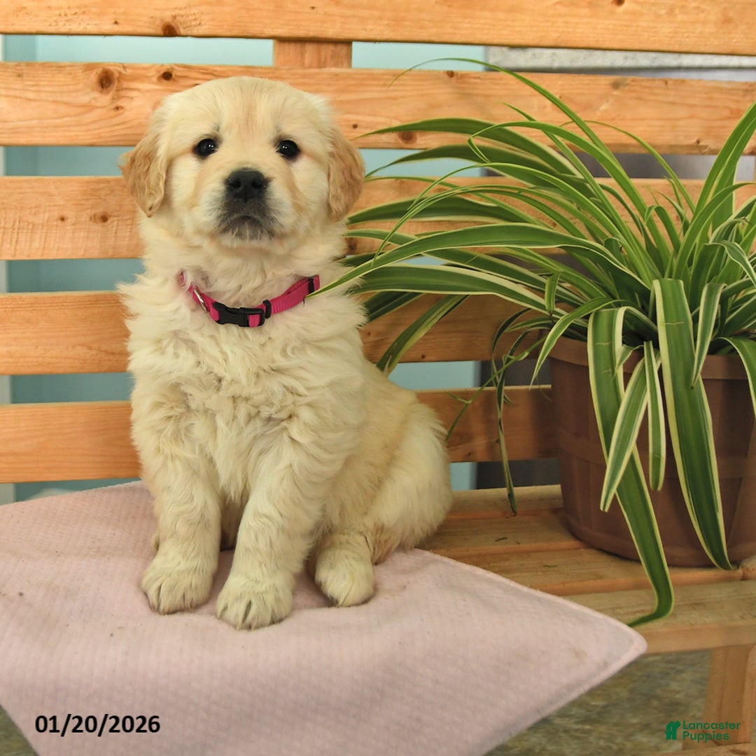 Golden Retriever dogs for sale: Karina - Ad 1