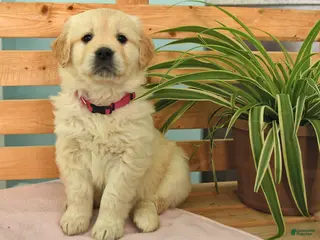 Golden Retriever dogs Karina - Ad 7