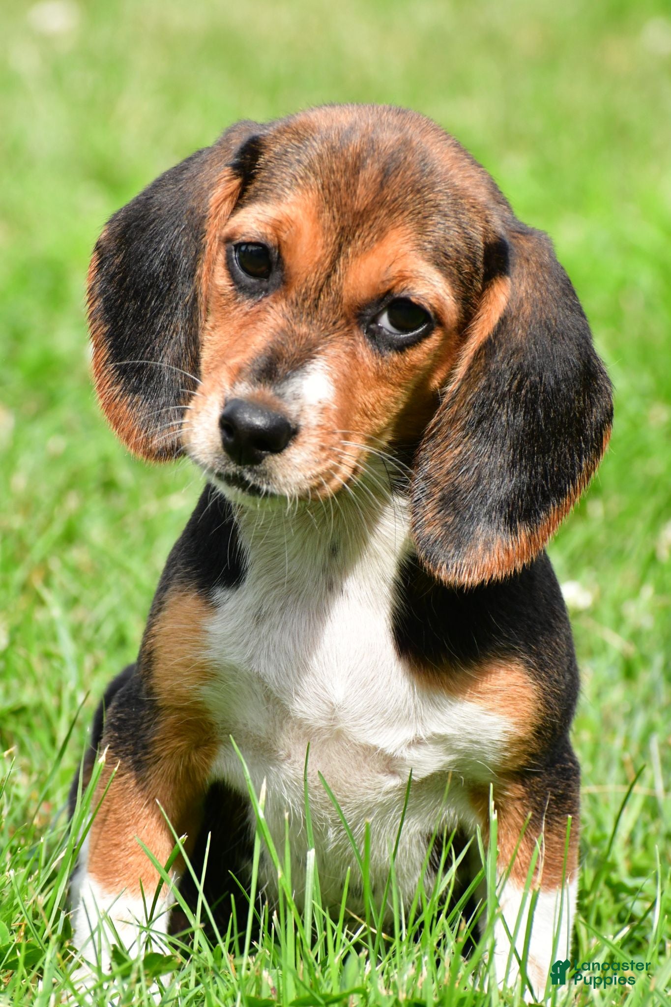 Beagle dogs Vicki - Ad 1