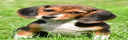 Beagle dogs for sale: Vicki - Ad 1