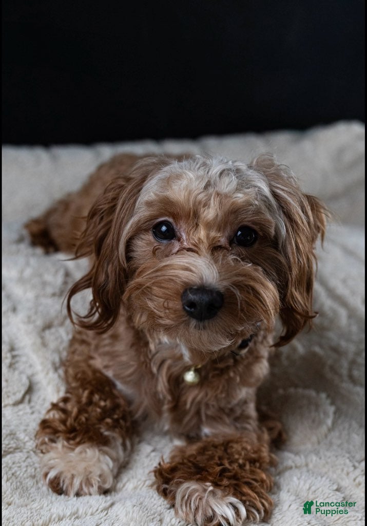 Maltipoo dogs for sale:  Brownie - Ad 1