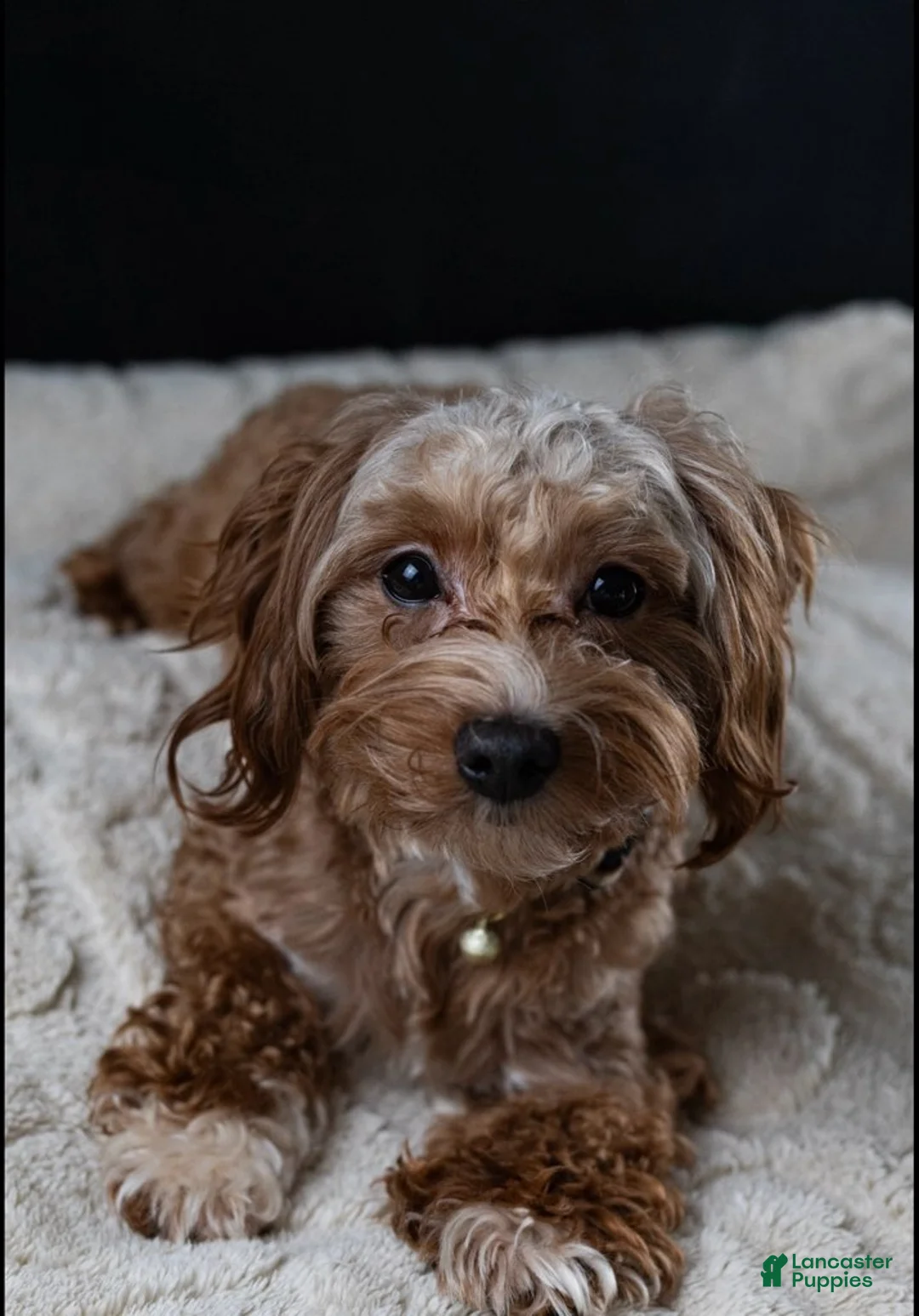 Maltipoo dogs for sale:  Brownie - Ad 1