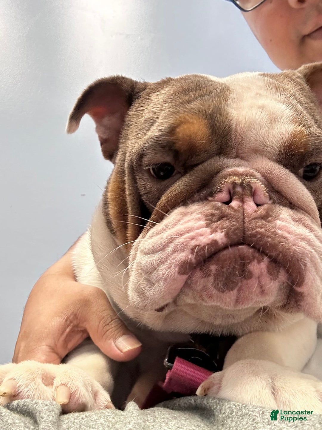 Gallery Image {{count}}