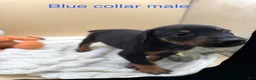 Doberman Pinscher dogs for sale: Black/rust male blue collar 💙 - Ad 6
