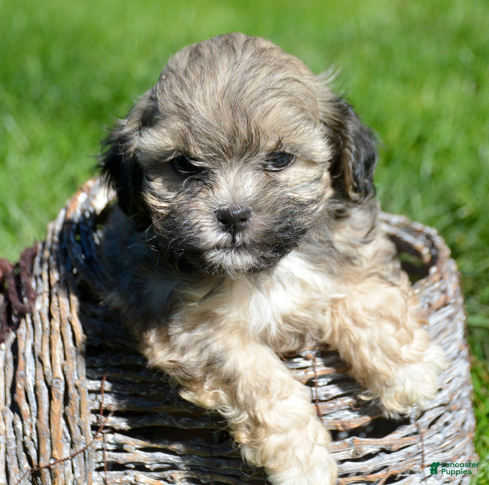 Shihpoo dogs Sam Shihpoo 1 - Ad 2