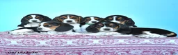 Beagle dogs for sale: Wade - Ad 5