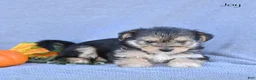 Morkie dogs for sale: Joy - Ad 1
