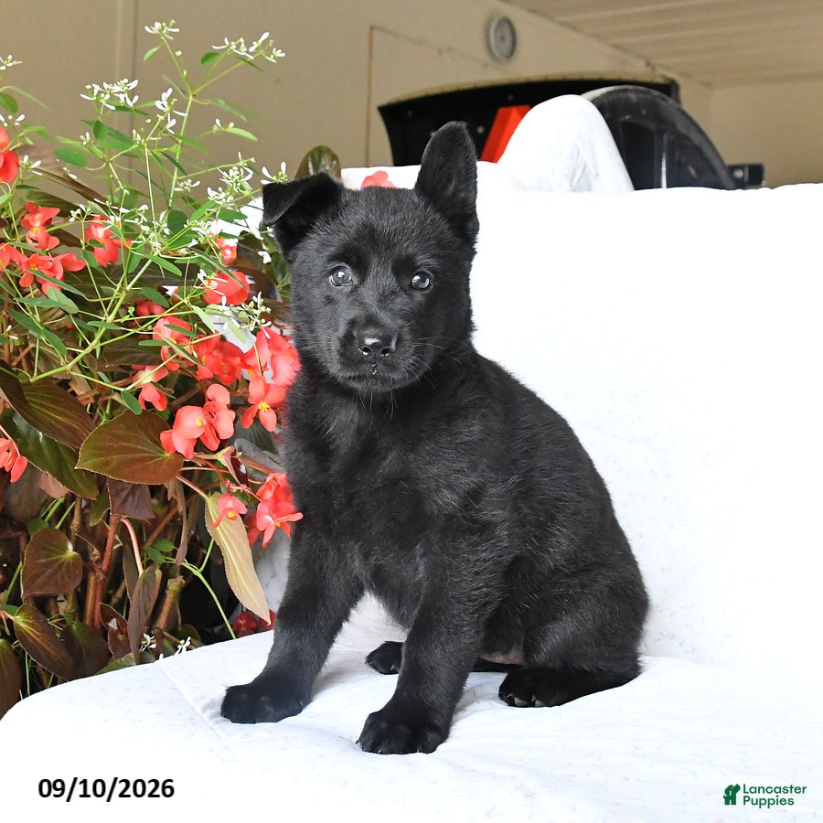 German Shepherd dogs Maisie - Ad 1