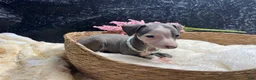 Italian Greyhound dogs for sale: Italian Greyhound 4 - Ad 7
