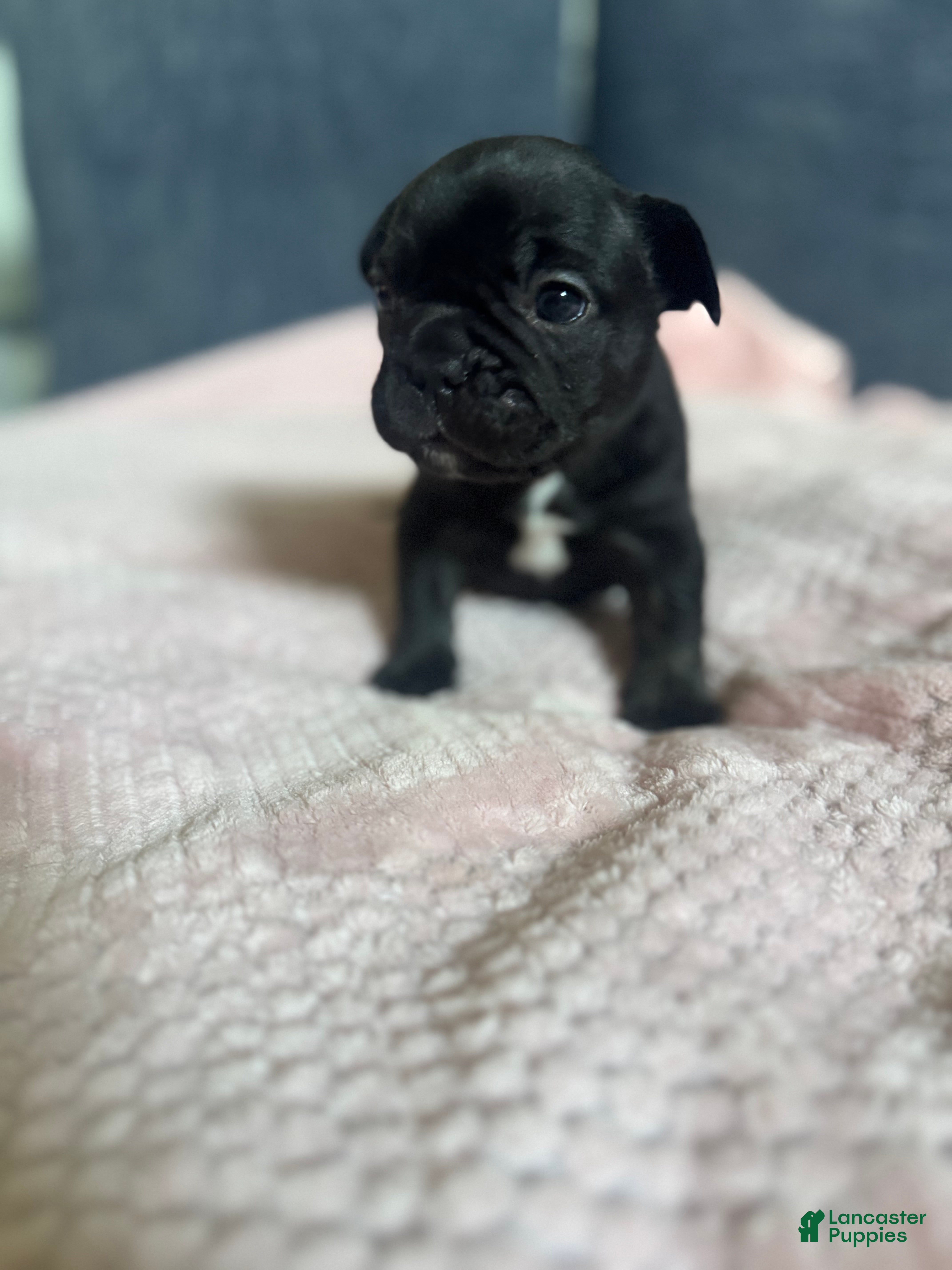 French Bulldog dogs French Bulldog 2 - Ad 32