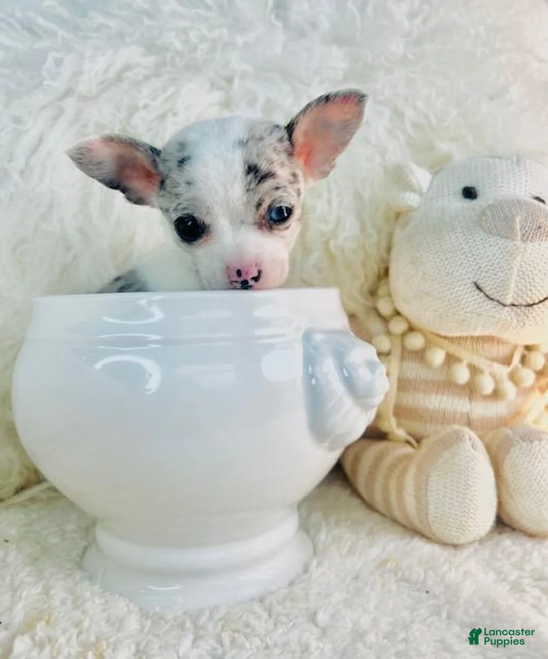 Chihuahua dogs for sale: Teacup Chihuahua 1 - Ad 1