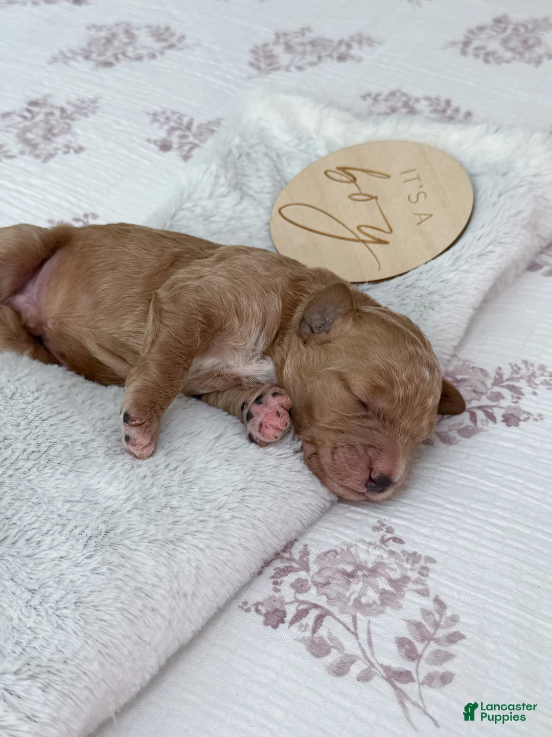 Goldendoodle dogs for sale: Raleigh - Ad 3