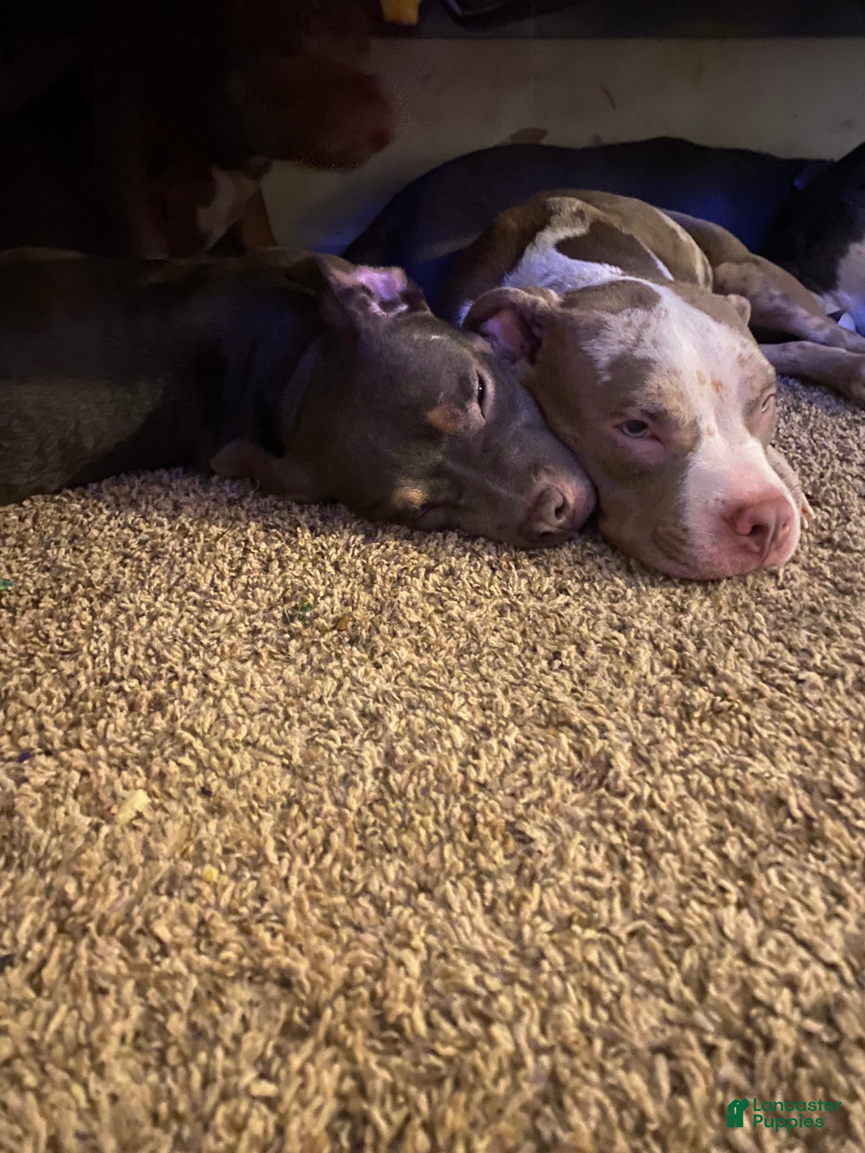 American Bully dogs American Bully Puppy 4 - Ad 20