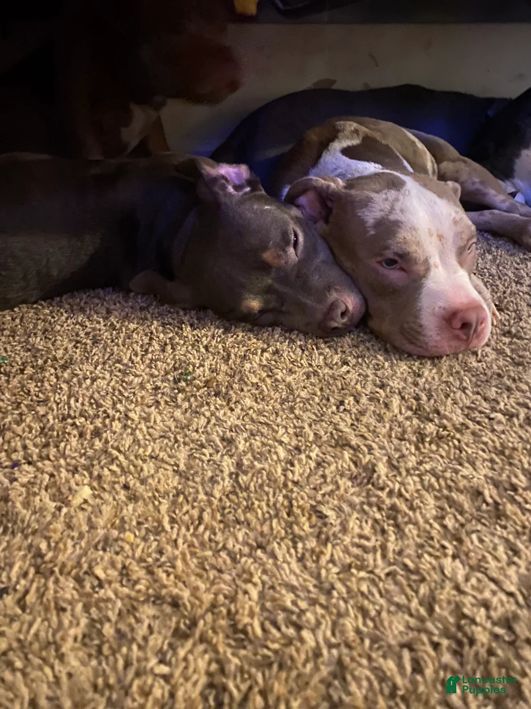 American Bully dogs for sale: American Bully Puppy 4 - Ad 1