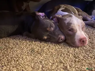 American Bully dogs American Bully Puppy 4 - Ad 20