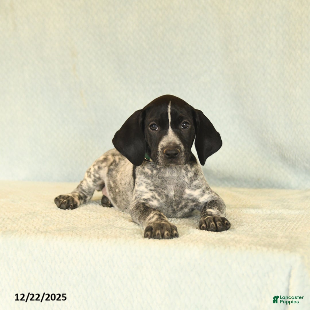 German Shorthaired Pointer dogs for sale: Twila - Ad 4