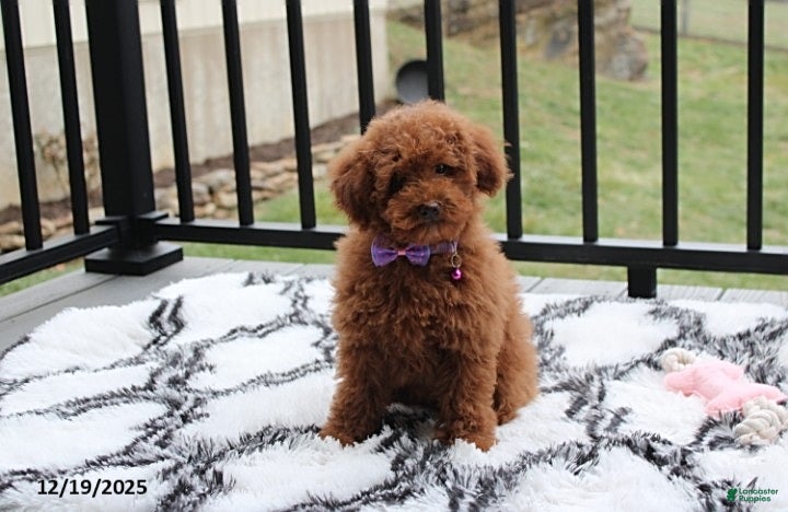 Toy Poodle dogs Pearl - Ad 10