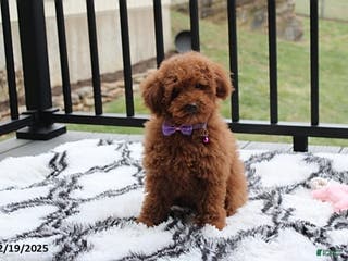 Toy Poodle dogs Pearl - Ad 16