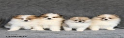 Pomeranian dogs for sale: Frito - Ad 5