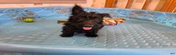 Scottish Terrier dogs for sale: Shelly - Ad 4