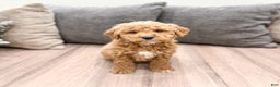 Goldendoodle dogs for sale: Flash - Ad 2