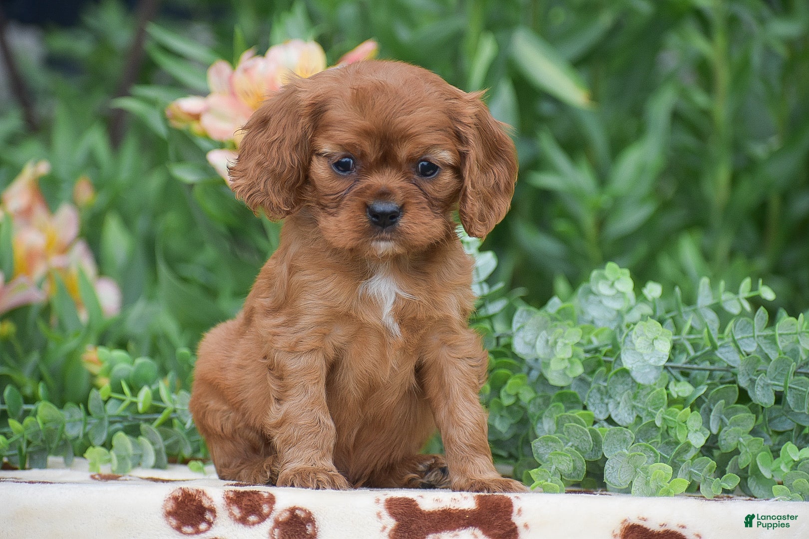 Cavalier King Charles Spaniel dogs Toby - Ad 2