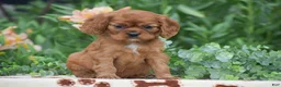 Cavalier King Charles Spaniel dogs for sale: Toby - Ad 2