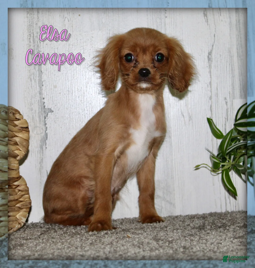 Cavapoo dogs for sale: Elsa - Ad 1