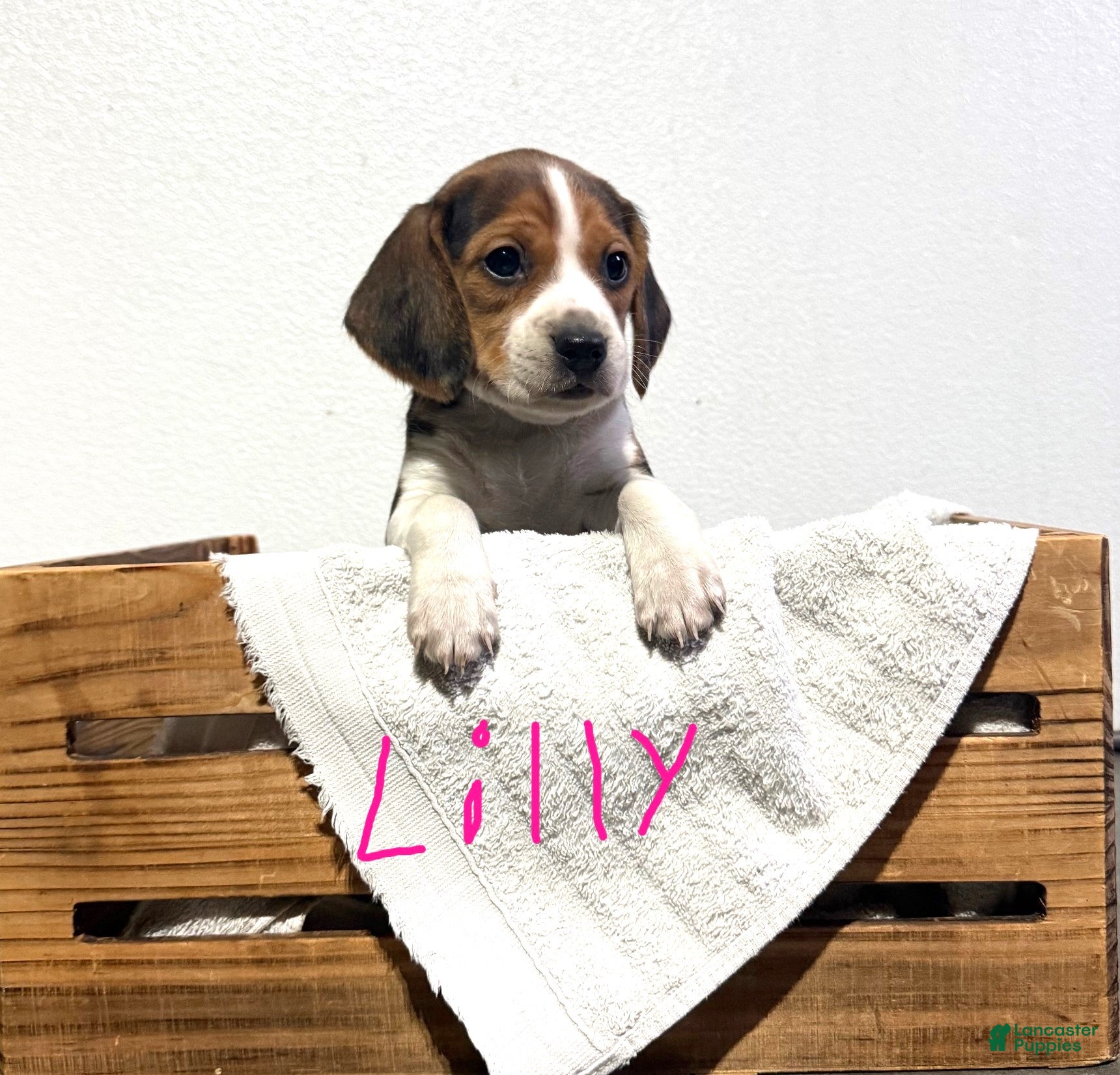 Beagle dogs for sale: Lily - Ad 3