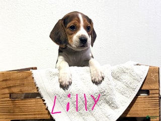 Beagle dogs for sale: Lily - Ad 3