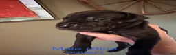 Great Dane dogs for sale: Great Dane 2 - Ad 1