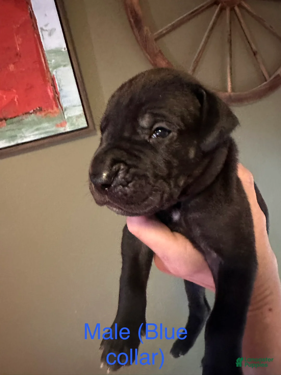Great Dane dogs for sale: Great Dane 2 - Ad 1
