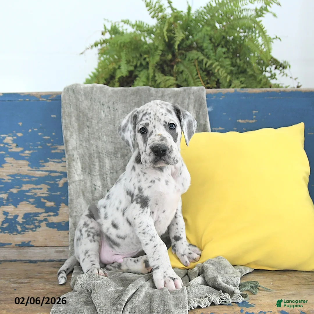 Great Dane dogs for sale: Kodiak - Ad 1
