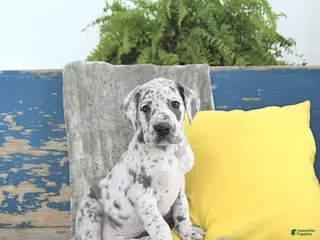 Great Dane dogs Kodiak - Ad 23