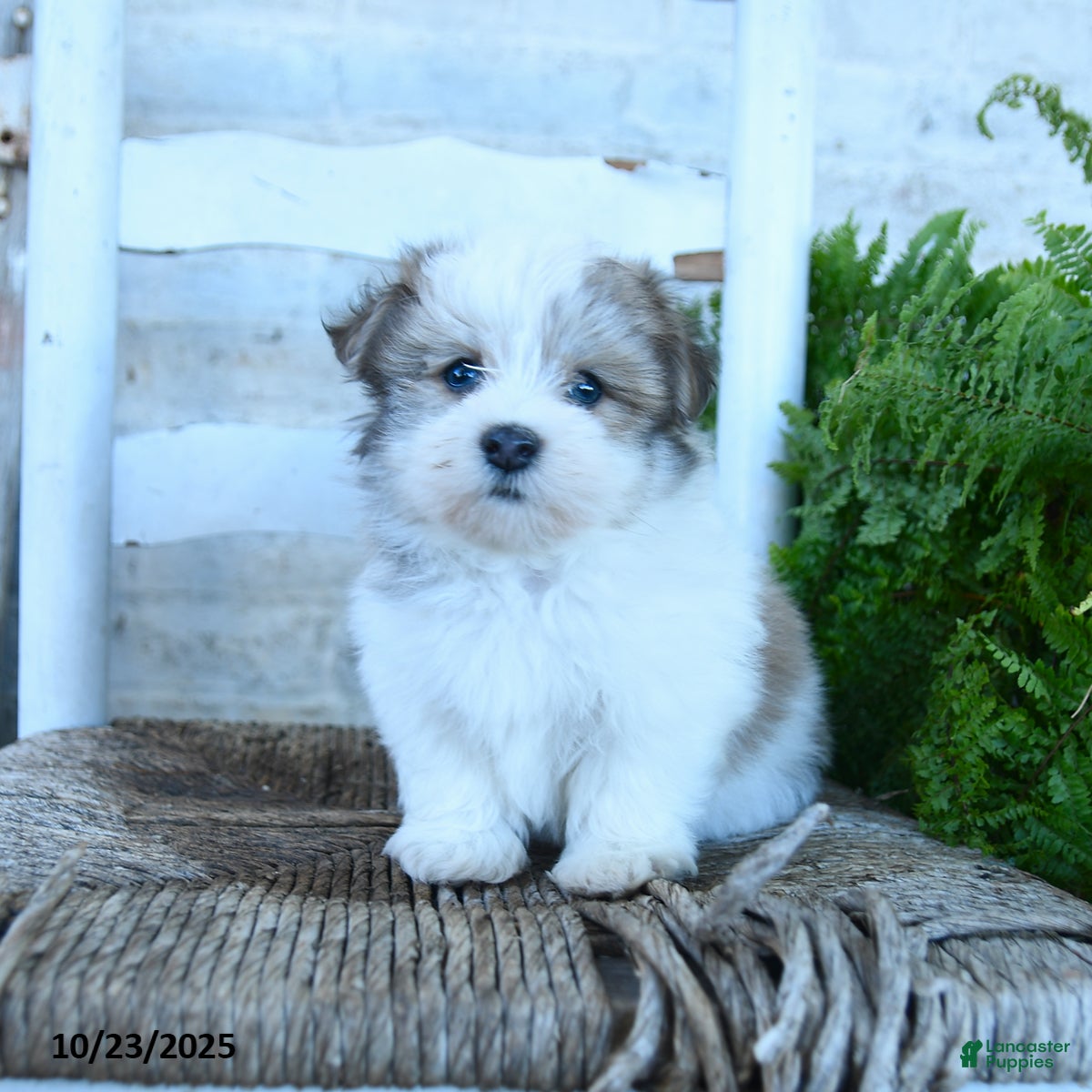 Havanese Puppies for sale in Indiana Lancaster Puppies