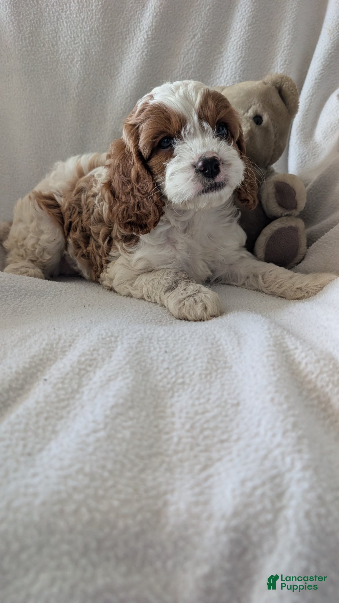 Cavapoo dogs Biscuit  - Ad 2