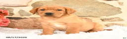 Labrador Retriever dogs for sale: Prince   - Ad 1