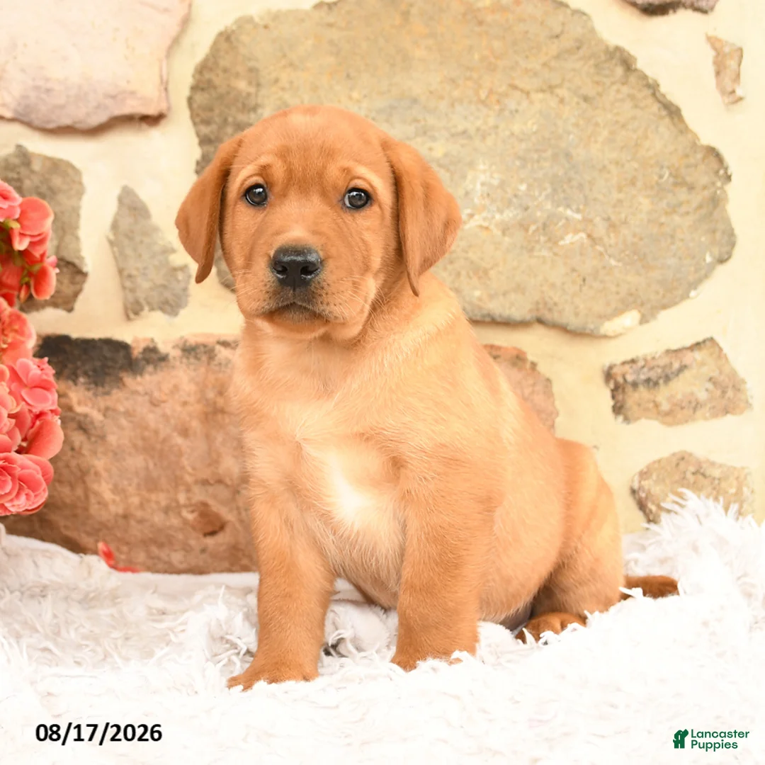 Labrador Retriever dogs for sale: Prince   - Ad 1