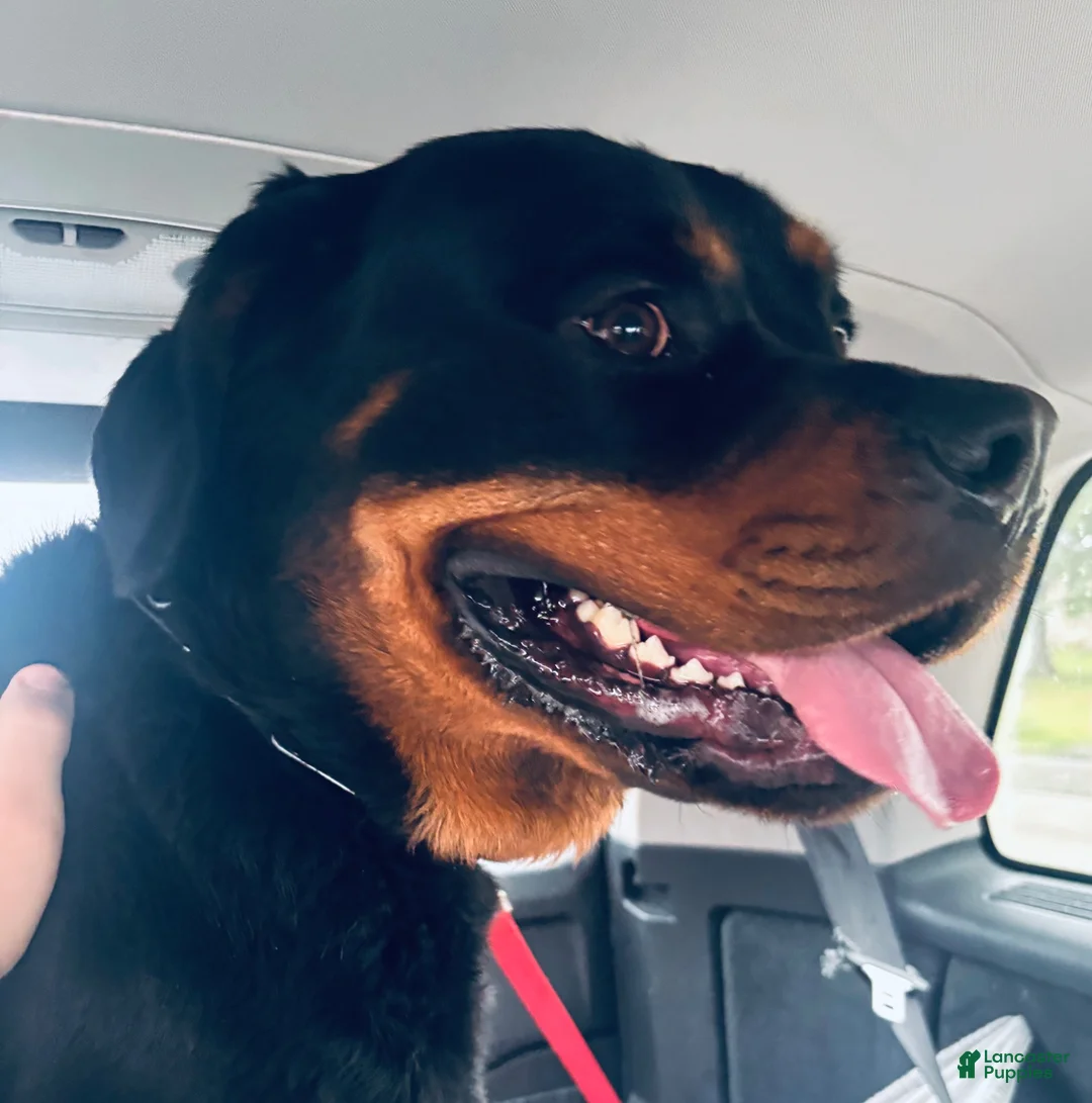 Rottweiler dogs for sale: Rex - Ad 5