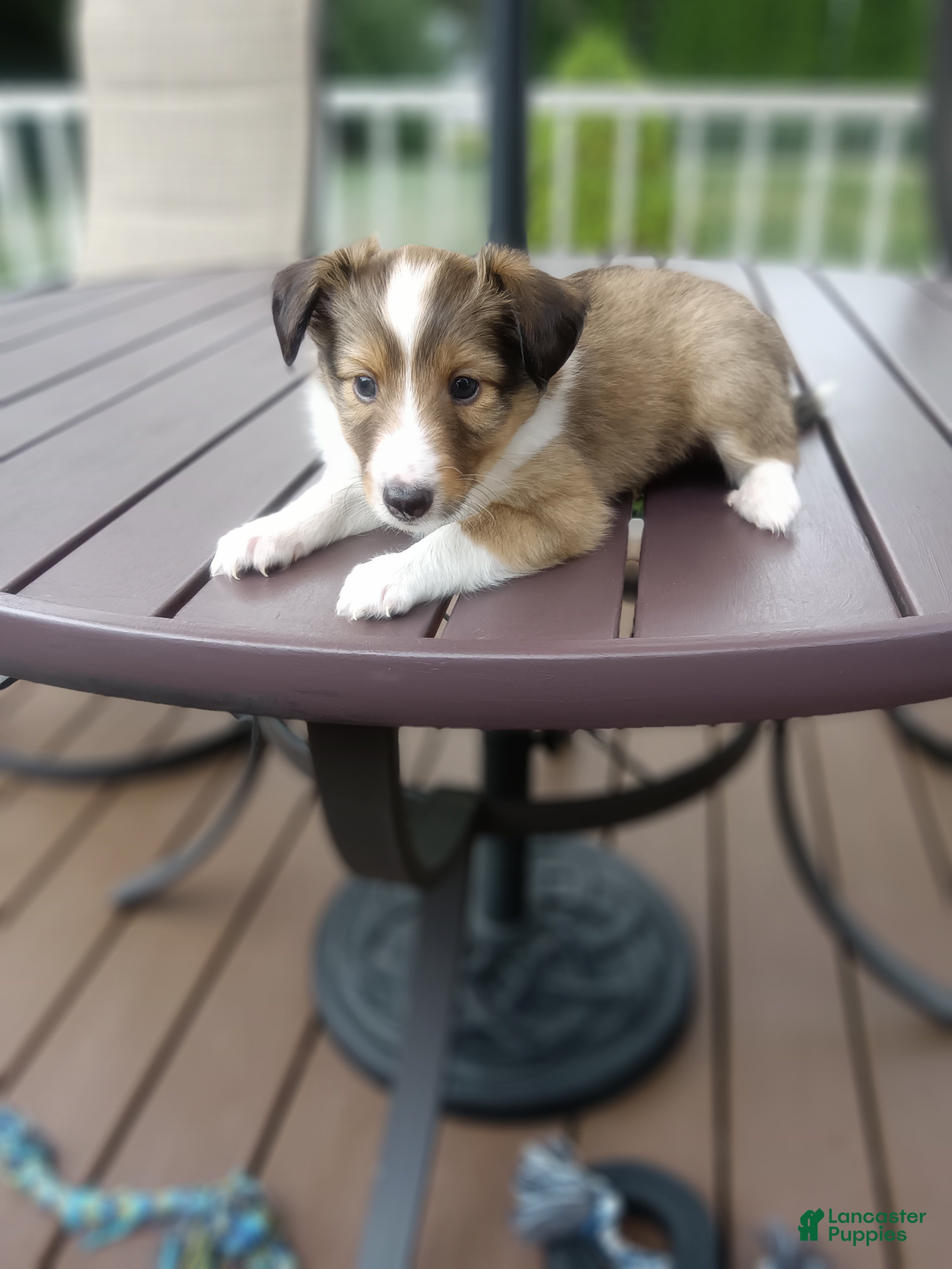 Shetland Sheepdog dogs Shetland Sheepdog 5 - Ad 1