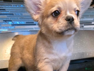 French Bulldog dogs Baby Girl - Ad 23