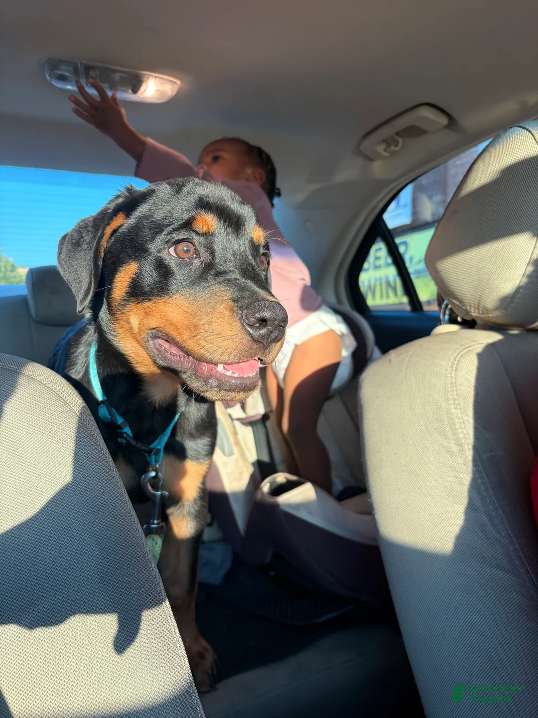 Rottweiler dogs for sale: Rottweiler 1 - Ad 2