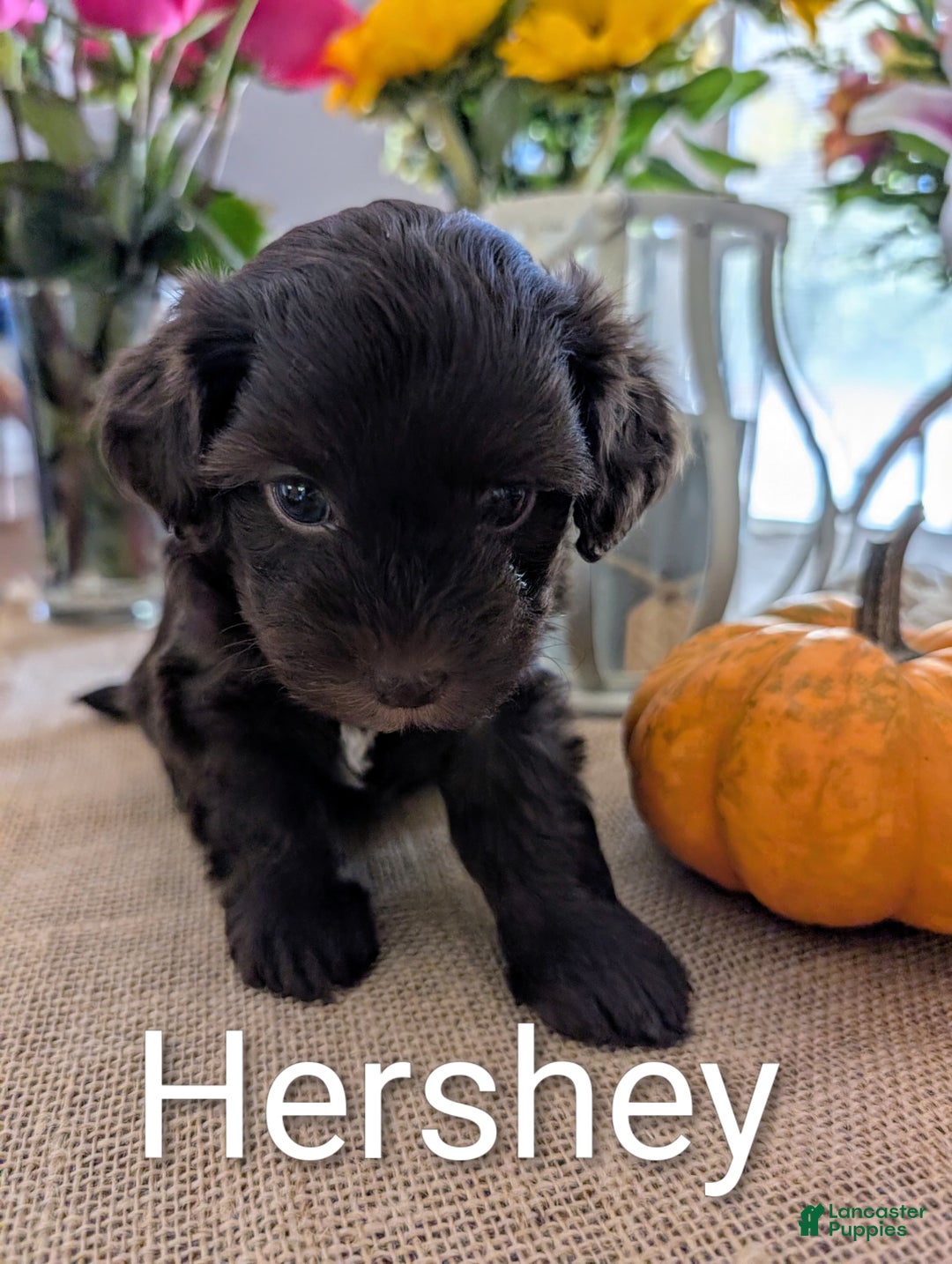 Yorkiepoo dogs for sale: Hershey - Ad 1