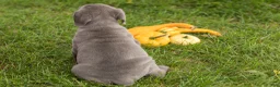 Cane Corso dogs for sale: Blue  - Ad 4