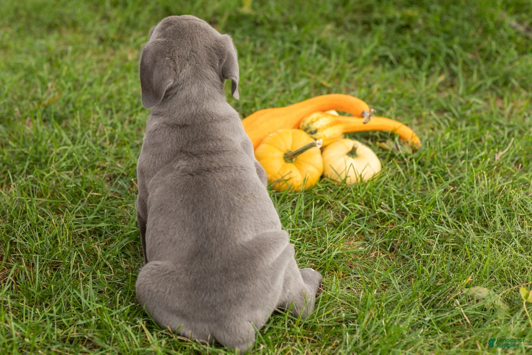 Cane Corso dogs for sale: Blue  - Ad 4